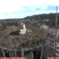 14_45-nest.jpg