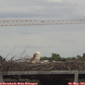 14_50-mast.jpg