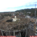14_50-nest.jpg