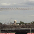 14_55-mast.jpg