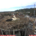 14_55-nest.jpg