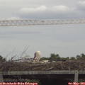 15_00-mast.jpg