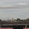 15_05-mast.jpg