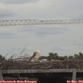 15_10-mast.jpg