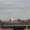 15_15-mast.jpg