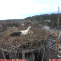 15_15-nest.jpg