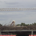 15_20-mast.jpg