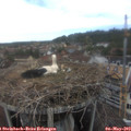15_20-nest.jpg