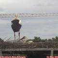15_25-mast.jpg