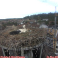 15_25-nest.jpg