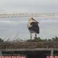 15_30-mast.jpg