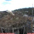 15_30-nest.jpg