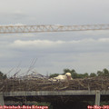 15_35-mast.jpg