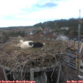 15_35-nest.jpg