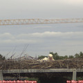 15_40-mast.jpg