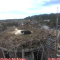 15_40-nest.jpg