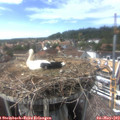 15_50-nest.jpg