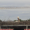 15_55-mast.jpg