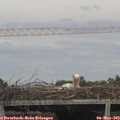 16_00-mast.jpg