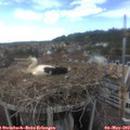 16_00-nest.jpg