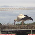 16_05-mast.jpg