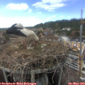 16_05-nest.jpg