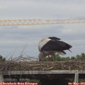 16_10-mast.jpg