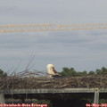 16_15-mast.jpg