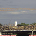 16_20-mast.jpg