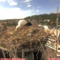 16_25-nest.jpg