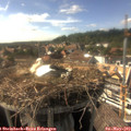 16_40-nest.jpg