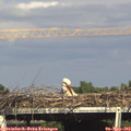 16_45-mast.jpg