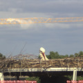 16_50-mast.jpg