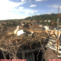 16_50-nest.jpg