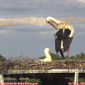 16_55-mast.jpg