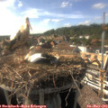 16_55-nest.jpg