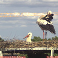 17_00-mast.jpg