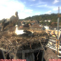 17_00-nest.jpg