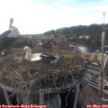 17_10-nest.jpg