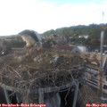 17_15-nest.jpg