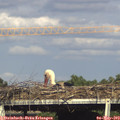 17_20-mast.jpg