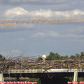17_25-mast.jpg