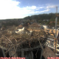 17_25-nest.jpg