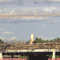 17_30-mast.jpg