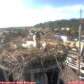 17_30-nest.jpg