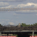 17_35-mast.jpg