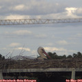 17_50-mast.jpg