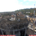 17_50-nest.jpg