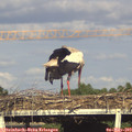 17_55-mast.jpg