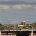 18_05-mast.jpg